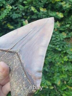 #800 6.65 x 5.03 Indonesian Megalodon Shark Tooth 100% NATURAL