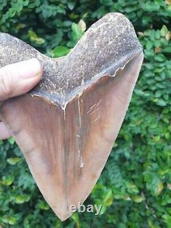 #800 6.65 x 5.03 Indonesian Megalodon Shark Tooth 100% NATURAL