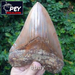 #800 6.65 x 5.03 WORLD CLASS Megalodon Shark Tooth 100% NATURAL / 17.77 oz