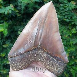 #800 6.65 x 5.03 WORLD CLASS Megalodon Shark Tooth 100% NATURAL / 17.77 oz