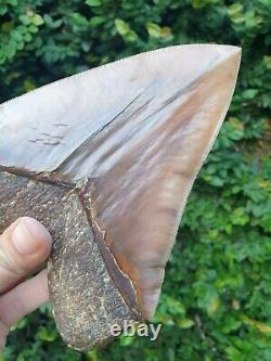 #800 6.65 x 5.03 WORLD CLASS Megalodon Shark Tooth 100% NATURAL / 17.77 oz