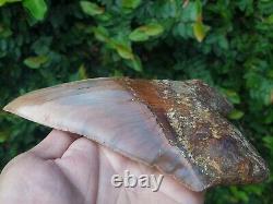 #800 6.65 x 5.03 WORLD CLASS Megalodon Shark Tooth 100% NATURAL / 17.77 oz