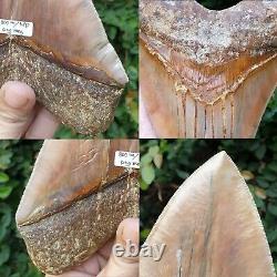 #800 6.65 x 5.03 WORLD CLASS Megalodon Shark Tooth 100% NATURAL / 17.77 oz