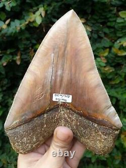 #800 6.65 x 5.03 WORLD CLASS Megalodon Shark Tooth 100% NATURAL / 17.77 oz