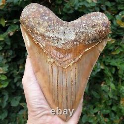 #800 6.65 x 5.03 WORLD CLASS Megalodon Shark Tooth 100% NATURAL / 17.77 oz