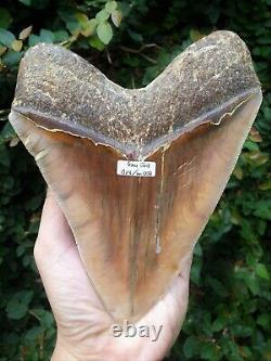 #800 6.65 x 5.03 WORLD CLASS Megalodon Shark Tooth 100% NATURAL / 17.77 oz