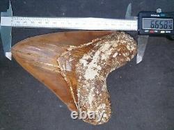 #800 6.65 x 5.03 WORLD CLASS Megalodon Shark Tooth 100% NATURAL / 17.77 oz