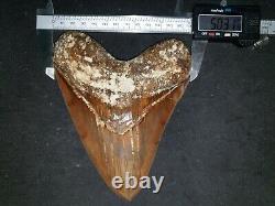 #800 6.65 x 5.03 WORLD CLASS Megalodon Shark Tooth 100% NATURAL / 17.77 oz