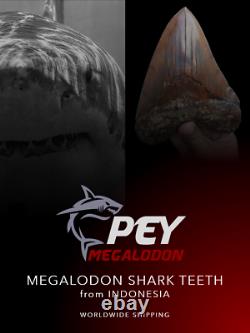 #800 6.65 x 5.03 WORLD CLASS Megalodon Shark Tooth 100% NATURAL / 17.77 oz