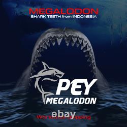 #800 6.65 x 5.03 WORLD CLASS Megalodon Shark Tooth 100% NATURAL / 17.77 oz