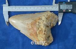 #81, Big, Cheap 5.3 Megalodon Shark Tooth Feeding Damage! . U. K Stock