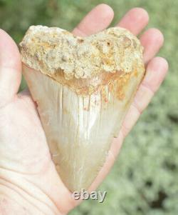 #81, Big, Cheap 5.3 Megalodon Shark Tooth Feeding Damage! . U. K Stock