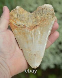 #81, Big, Cheap 5.3 Megalodon Shark Tooth Feeding Damage! . U. K Stock