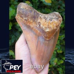 #906 5.99 Indonesian Megalodon Shark Tooth 100% NATURAL