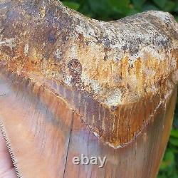 #906 5.99 Indonesian Megalodon Shark Tooth 100% NATURAL