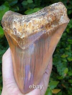 #906 5.99 Indonesian Megalodon Shark Tooth 100% NATURAL