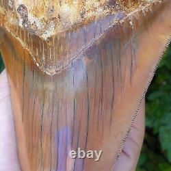 #906 5.99 Indonesian Megalodon Shark Tooth 100% NATURAL