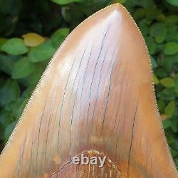 #906 5.99 Indonesian Megalodon Shark Tooth 100% NATURAL