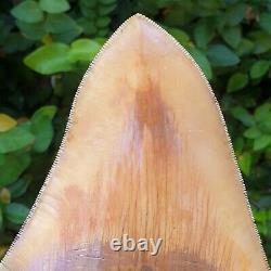 #906 5.99 Indonesian Megalodon Shark Tooth 100% NATURAL