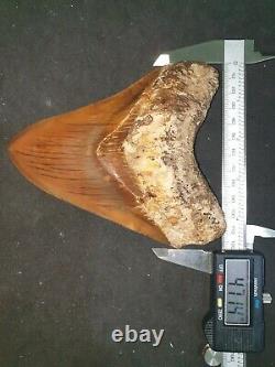 #906 5.99 Indonesian Megalodon Shark Tooth 100% NATURAL