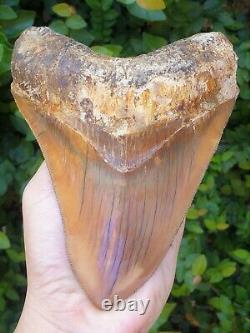 #906 5.99 Indonesian Megalodon Shark Tooth 100% NATURAL