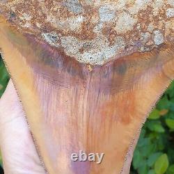 #906 5.99 Indonesian Megalodon Shark Tooth 100% NATURAL