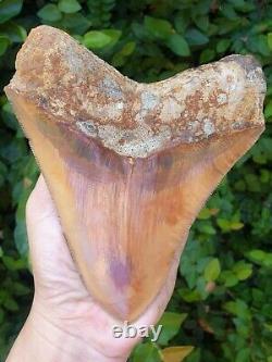 #906 5.99 Indonesian Megalodon Shark Tooth 100% NATURAL