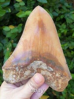 #906 5.99 Indonesian Megalodon Shark Tooth 100% NATURAL