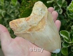 99p Start! Stunning 5.4 Megalodon Shark Tooth! Great Serrations