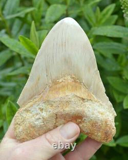 99p Start! Stunning 5.4 Megalodon Shark Tooth! Great Serrations