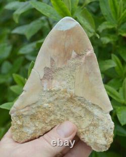 99p Start! Stunning 5.4 Megalodon Shark Tooth! Great Serrations