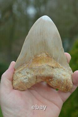 99p Start! Stunning 5.4 Megalodon Shark Tooth! Great Serrations