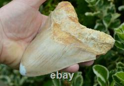 99p Start! Stunning 5.4 Megalodon Shark Tooth! Great Serrations