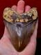 A13, Beautiful Brown 5.1, Megalodon Shark Tooth, Best Value Megs, U. K