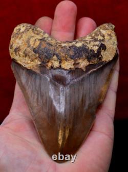 A13, Beautiful Brown 5.1, Megalodon Shark Tooth, Best Value Megs, U. K