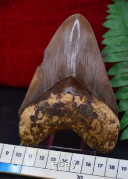 A13, Beautiful Brown 5.1, Megalodon Shark Tooth, Best Value Megs, U. K