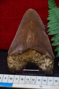 A13, Beautiful Brown 5.1, Megalodon Shark Tooth, Best Value Megs, U. K