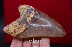 A13, Beautiful Brown 5.1, Megalodon Shark Tooth, Best Value Megs, U. K