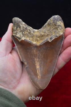 A13, Beautiful Brown 5.1, Megalodon Shark Tooth, Best Value Megs, U. K