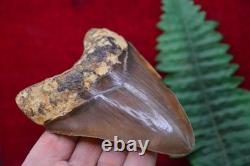 A13, Beautiful Brown 5.1, Megalodon Shark Tooth, Best Value Megs, U. K