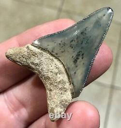 ADORABLY RARE GOLDEN BEACH 2.17 x 1.45 Lower Megalodon Shark Tooth Fossil