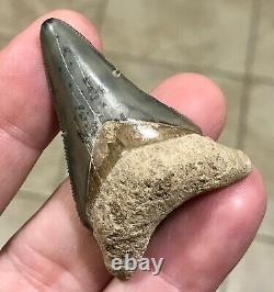 ADORABLY RARE GOLDEN BEACH 2.17 x 1.45 Lower Megalodon Shark Tooth Fossil