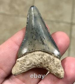 ADORABLY RARE GOLDEN BEACH 2.17 x 1.45 Lower Megalodon Shark Tooth Fossil