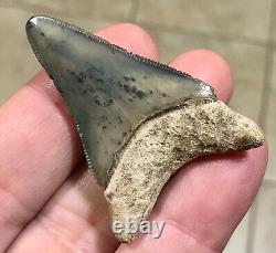 ADORABLY RARE GOLDEN BEACH 2.17 x 1.45 Lower Megalodon Shark Tooth Fossil