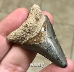 ADORABLY RARE GOLDEN BEACH 2.17 x 1.45 Lower Megalodon Shark Tooth Fossil