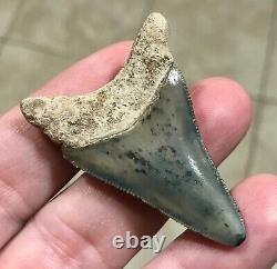 ADORABLY RARE GOLDEN BEACH 2.17 x 1.45 Lower Megalodon Shark Tooth Fossil