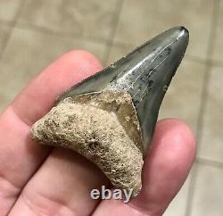 ADORABLY RARE GOLDEN BEACH 2.17 x 1.45 Lower Megalodon Shark Tooth Fossil