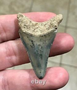 ADORABLY RARE GOLDEN BEACH 2.17 x 1.45 Lower Megalodon Shark Tooth Fossil