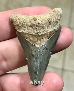 ADORABLY RARE GOLDEN BEACH 2.17 x 1.45 Lower Megalodon Shark Tooth Fossil