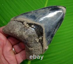 AMAZING COLORED MEGALODON SHARK TOOTH 4.92 in. With FREE DISPLAY STAND